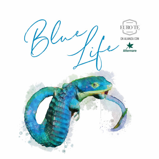 Blue Matcha - Colección Blue Life