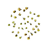 Botones de Flores de la Camellia Sinensis - Té verde